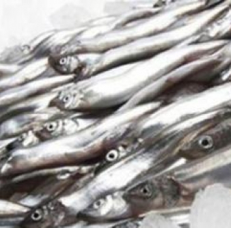 Рыба Мойва с/м