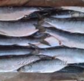 Рыба Сельдь т/о с/м