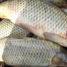 Рыба Сазан н/р с/м