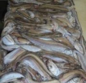 Рыба Путассу с/м