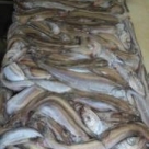 Рыба Путассу с/м