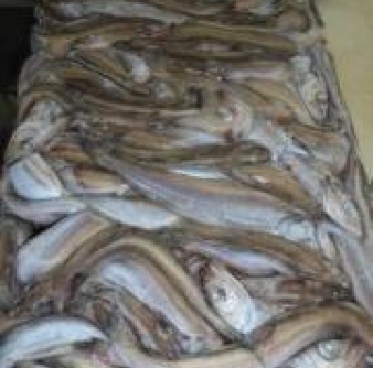 Рыба Путассу с/м