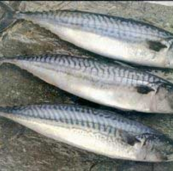 Рыба Скумбрия н/р с/м