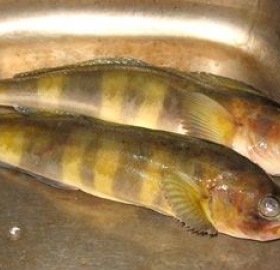 Рыба Терпуг курильский с/м (*18кг)