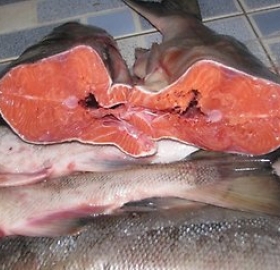 Рыба Кета ПСГ с/м