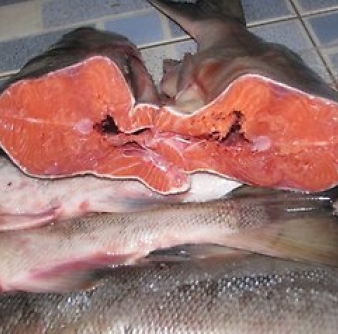 Рыба Кета ПСГ с/м