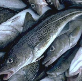 Рыба Треска б/г с/м