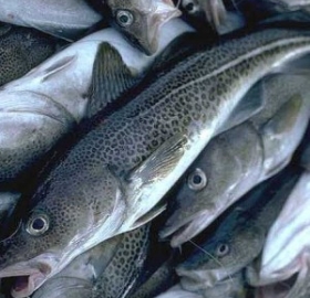 Рыба Треска б/г с/м